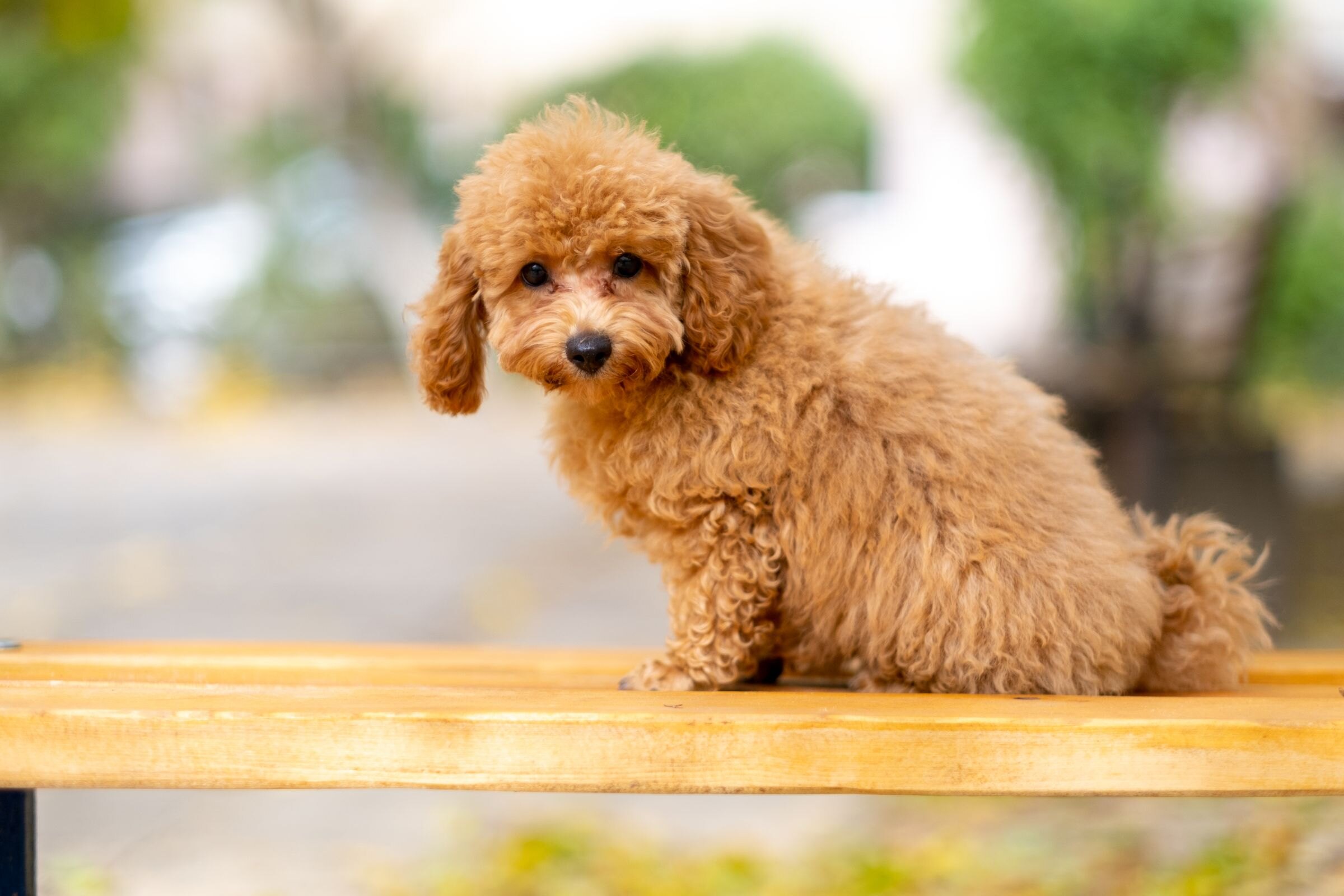 Poedelpup