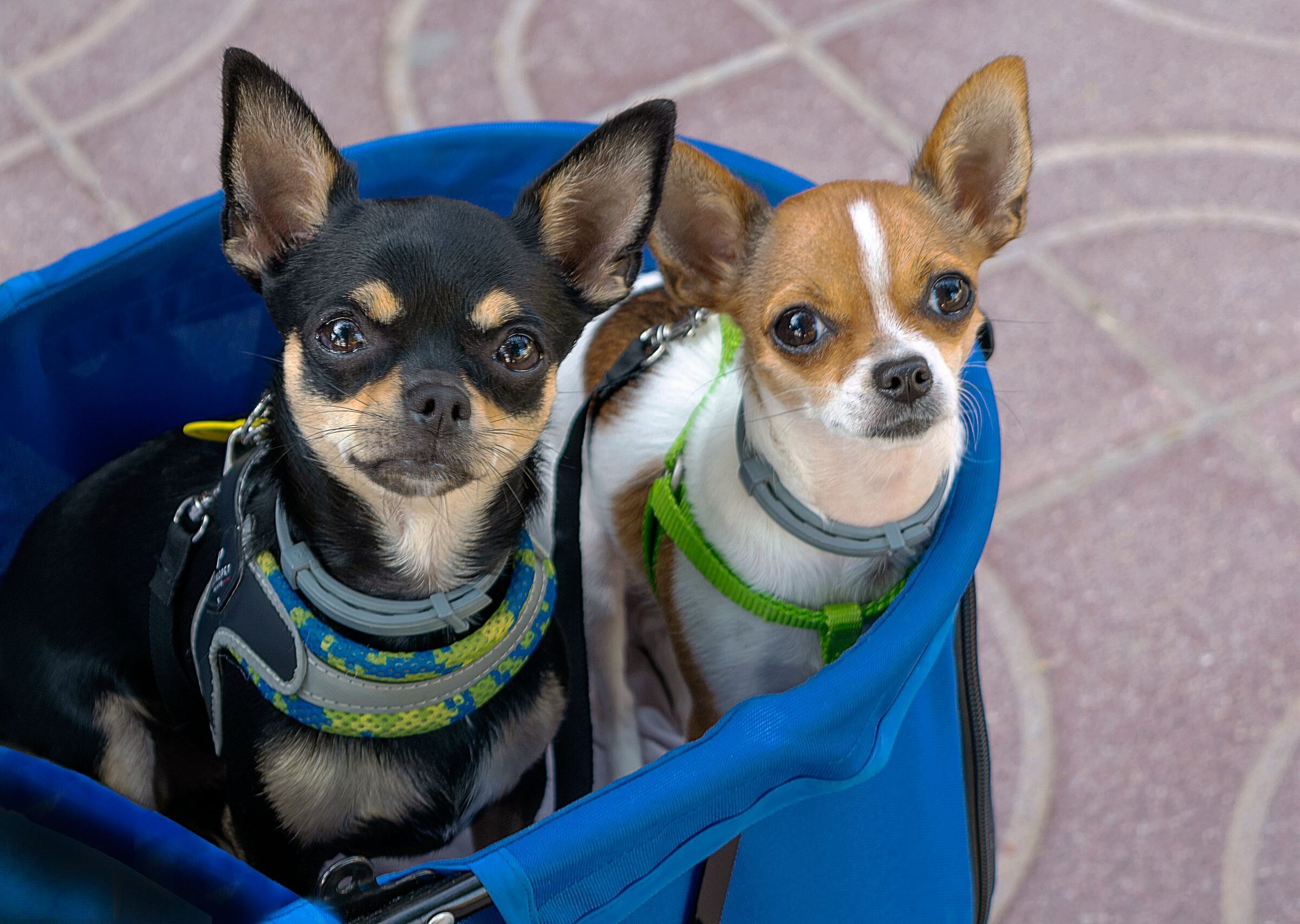Twee chihuahua's in een mandje