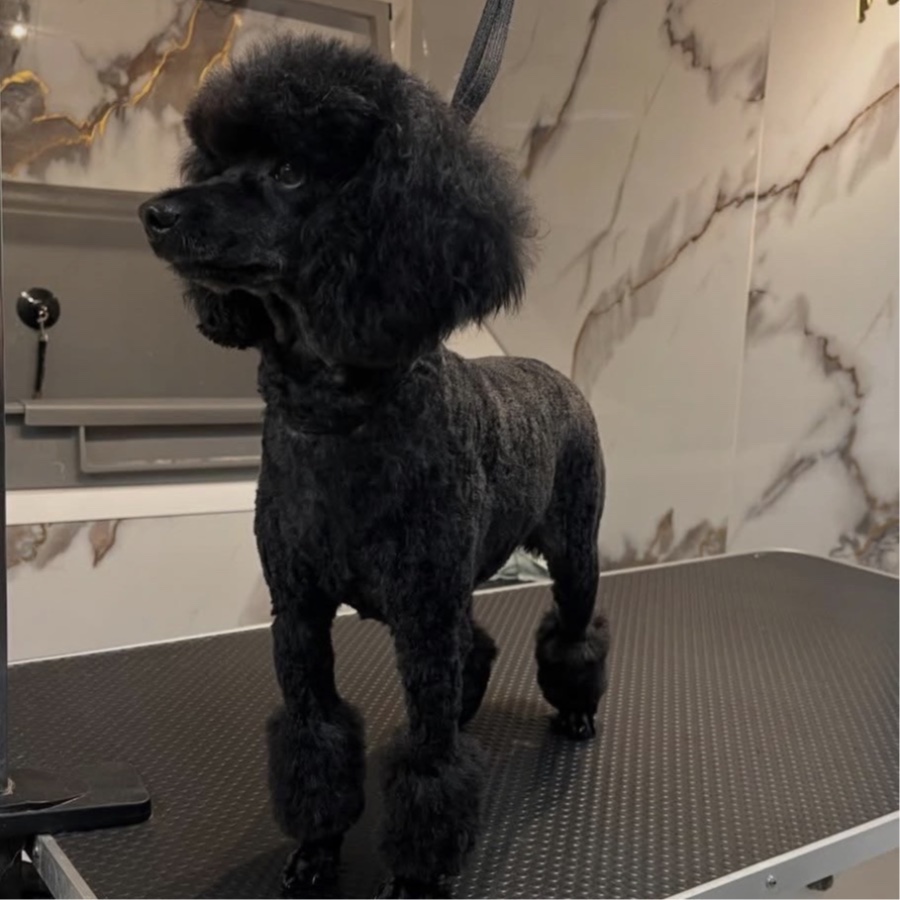 Kleine hond op de trimtafel